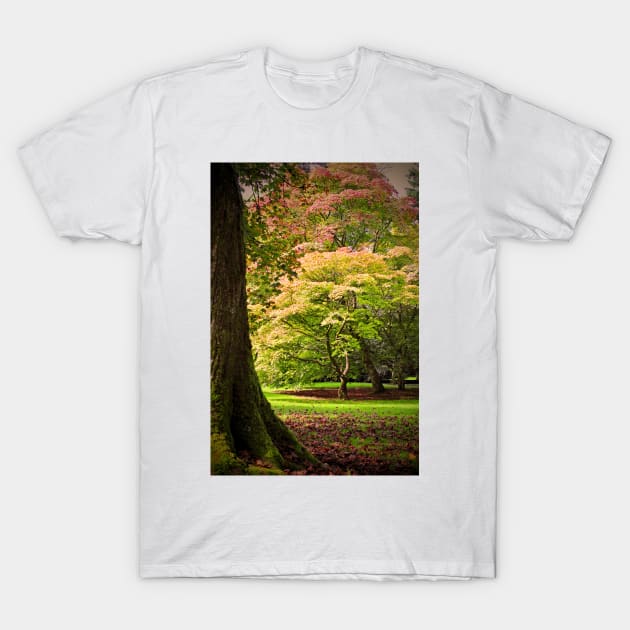 Autumn Acer Tree Westonbirt Arboretum Cotswolds Gloucestershire T-Shirt by AndyEvansPhotos